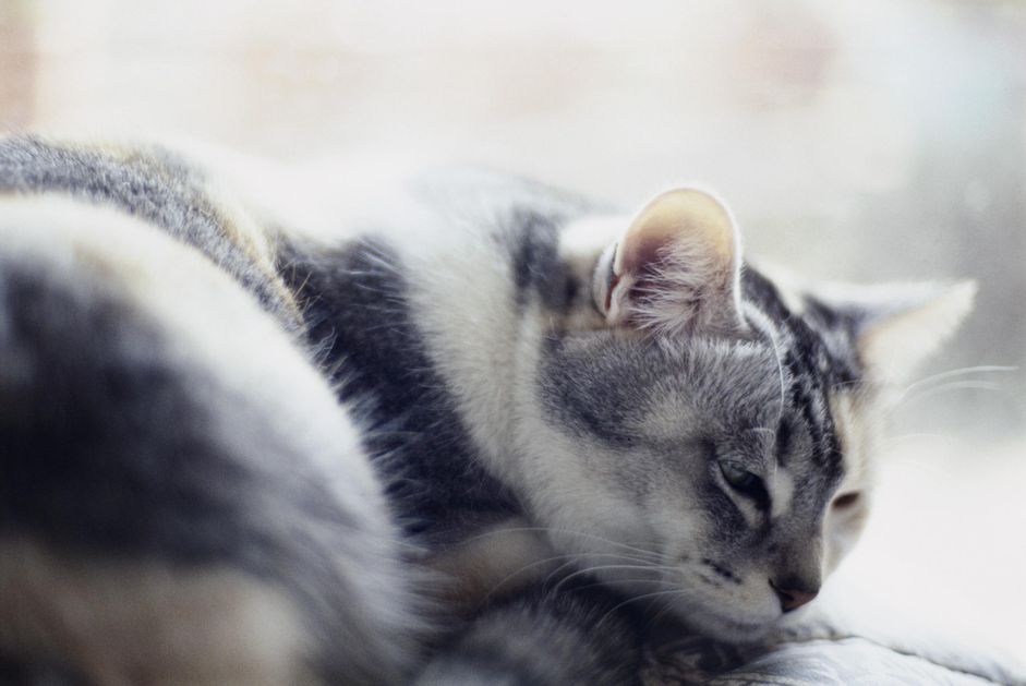 猫头枕着爪子休息，特写