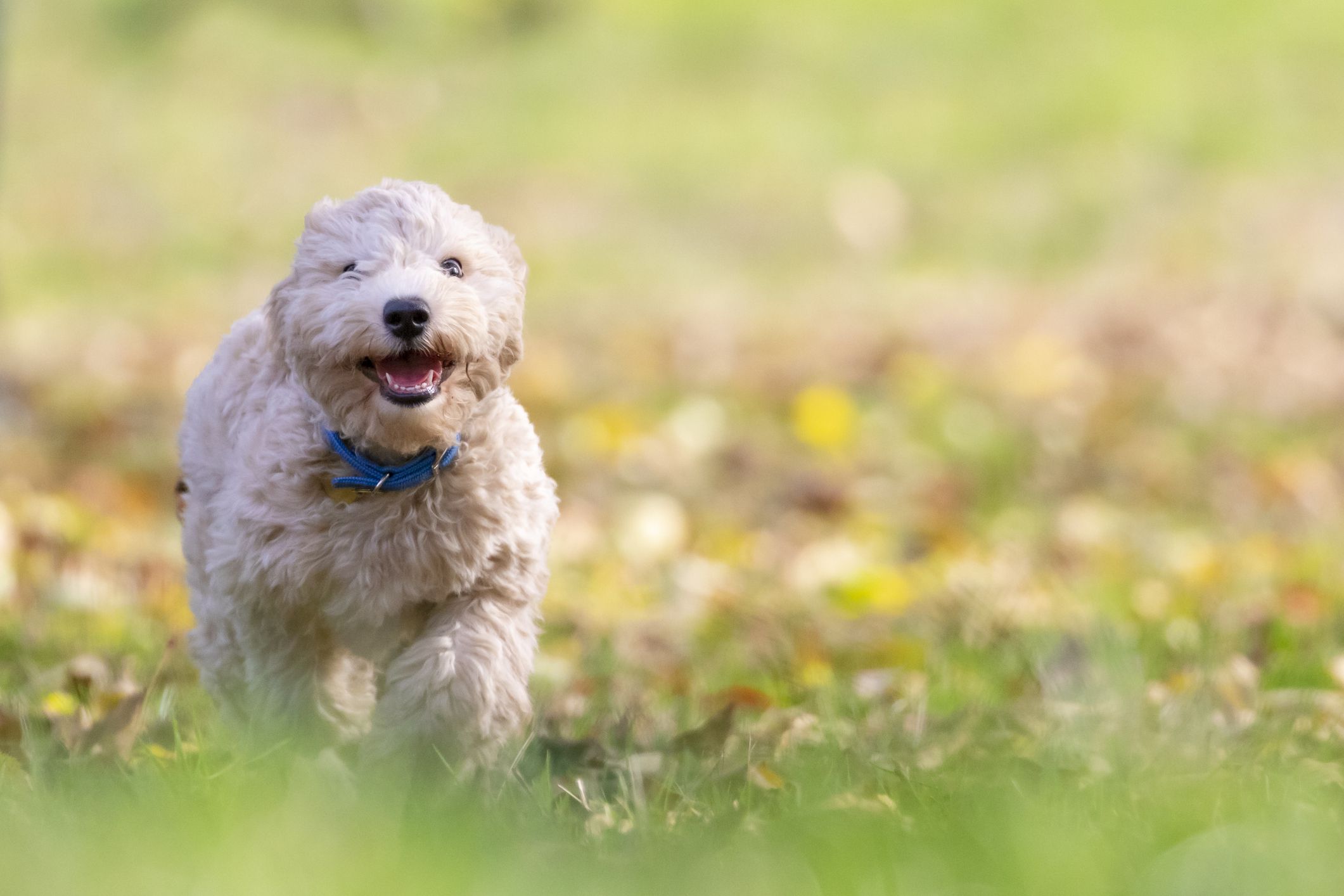 poochon dog