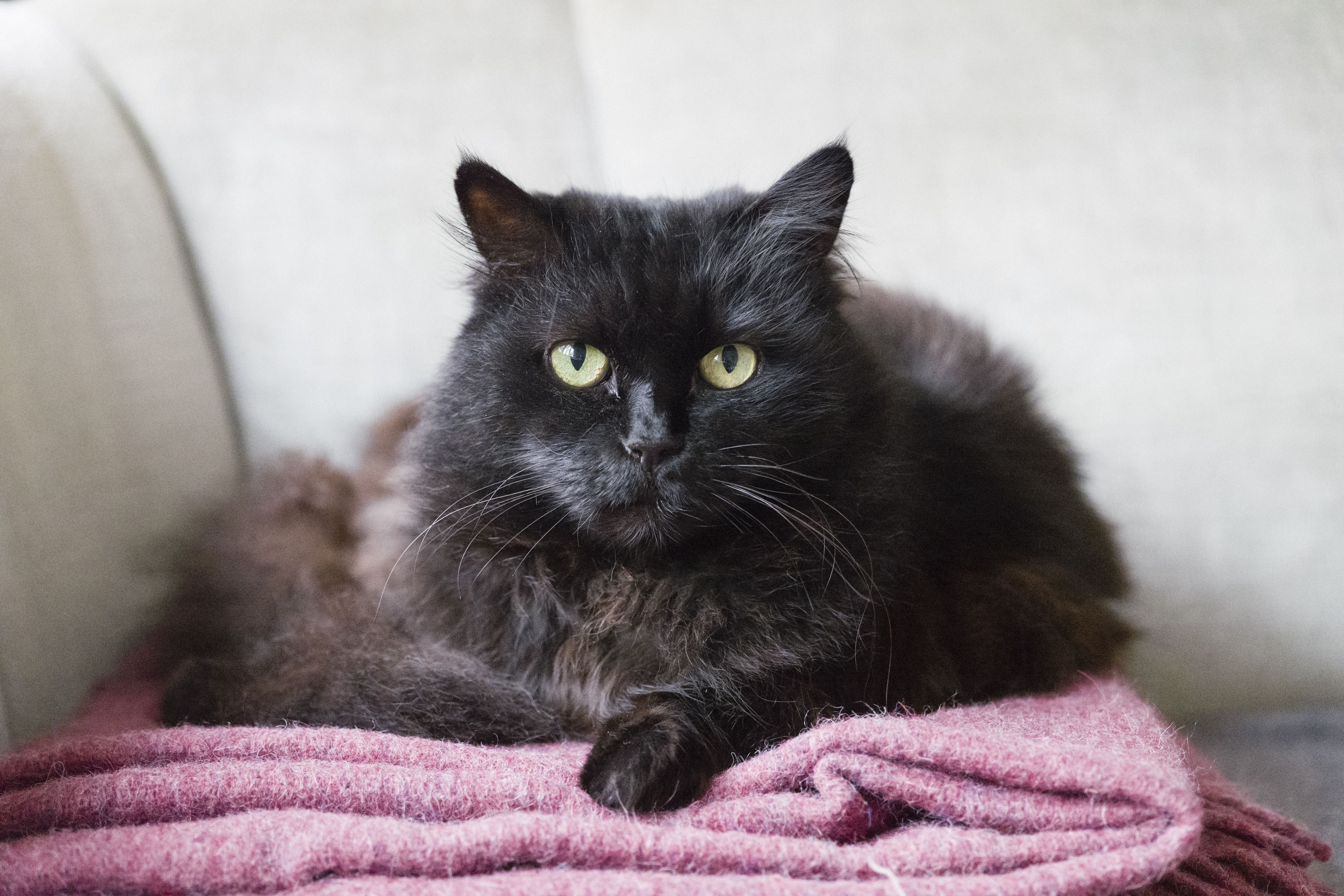 black siberian cat sits on sofa