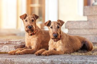 Irish Terriers