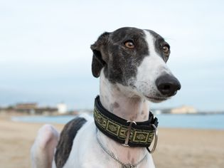 海滩上的西班牙Galgo