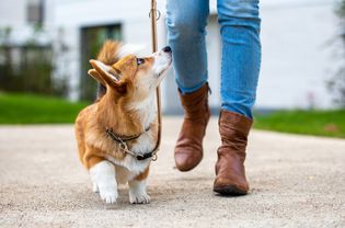 dog walking on loose leash