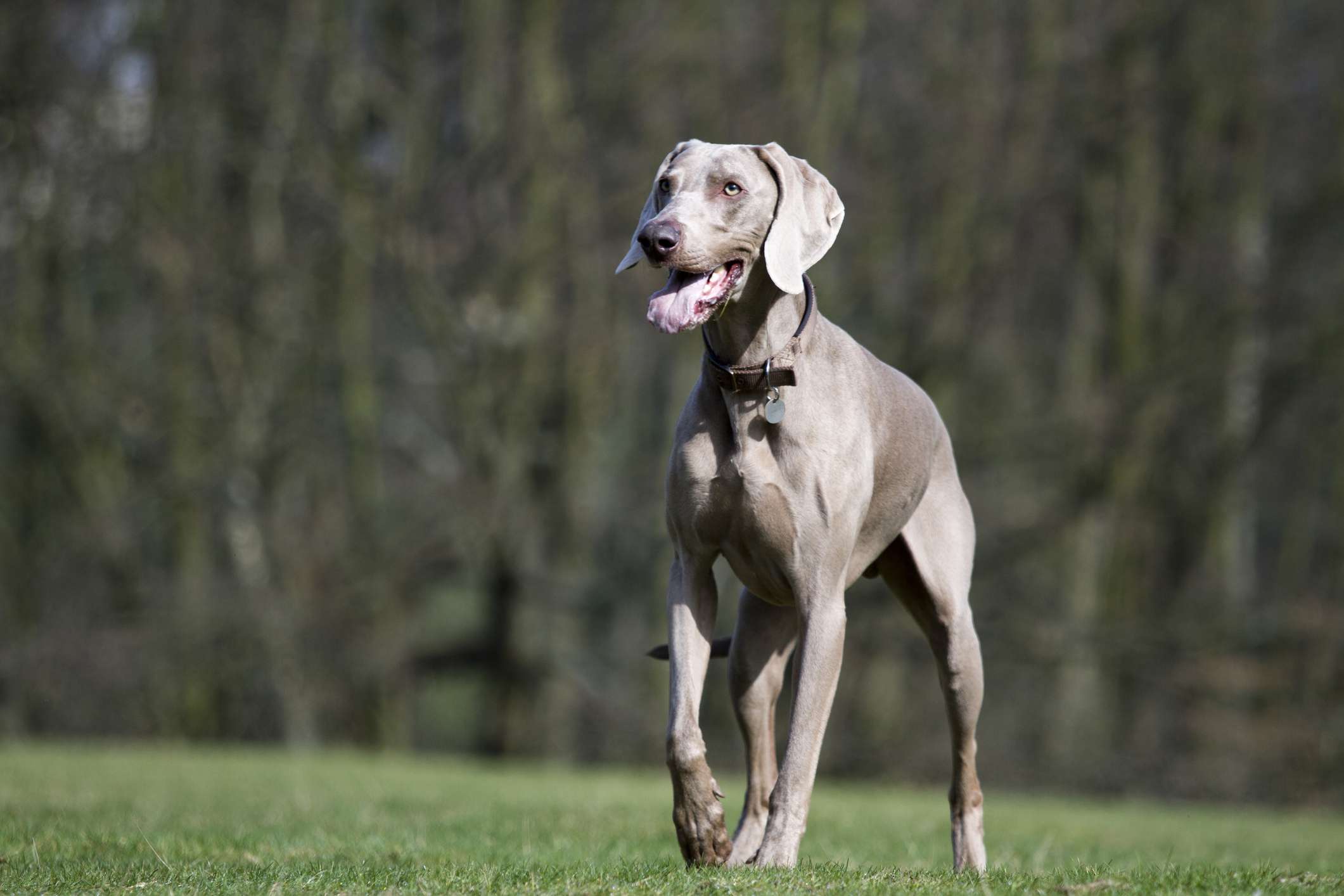 Weimaraner站在草地上微笑