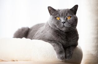 British Shorthair cat