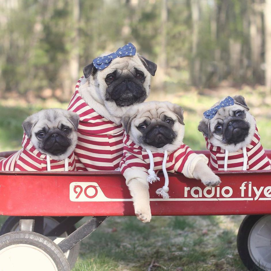 Four pugs sitting in a red wagon wearing red striped shirts.