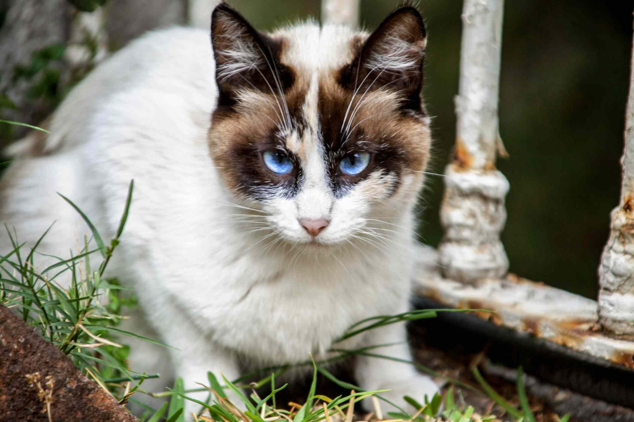 花园中的蓝眼睛雪秀猫