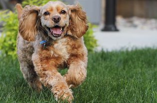 Happy brown cocker spaniel running in the grass.