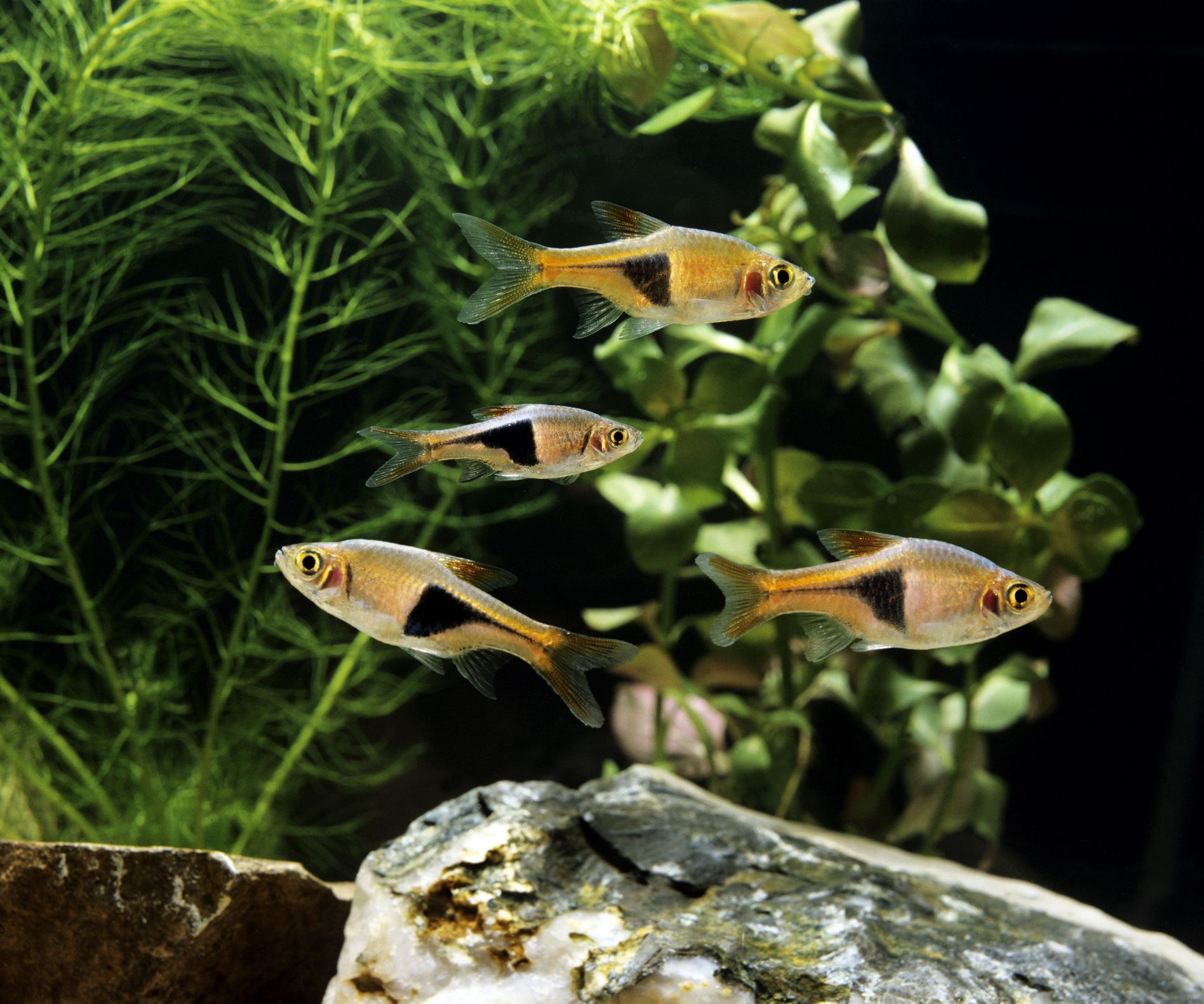 Small school of Harlequin Rasbora in planted aquarium