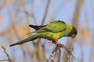 Nanday Parakeet