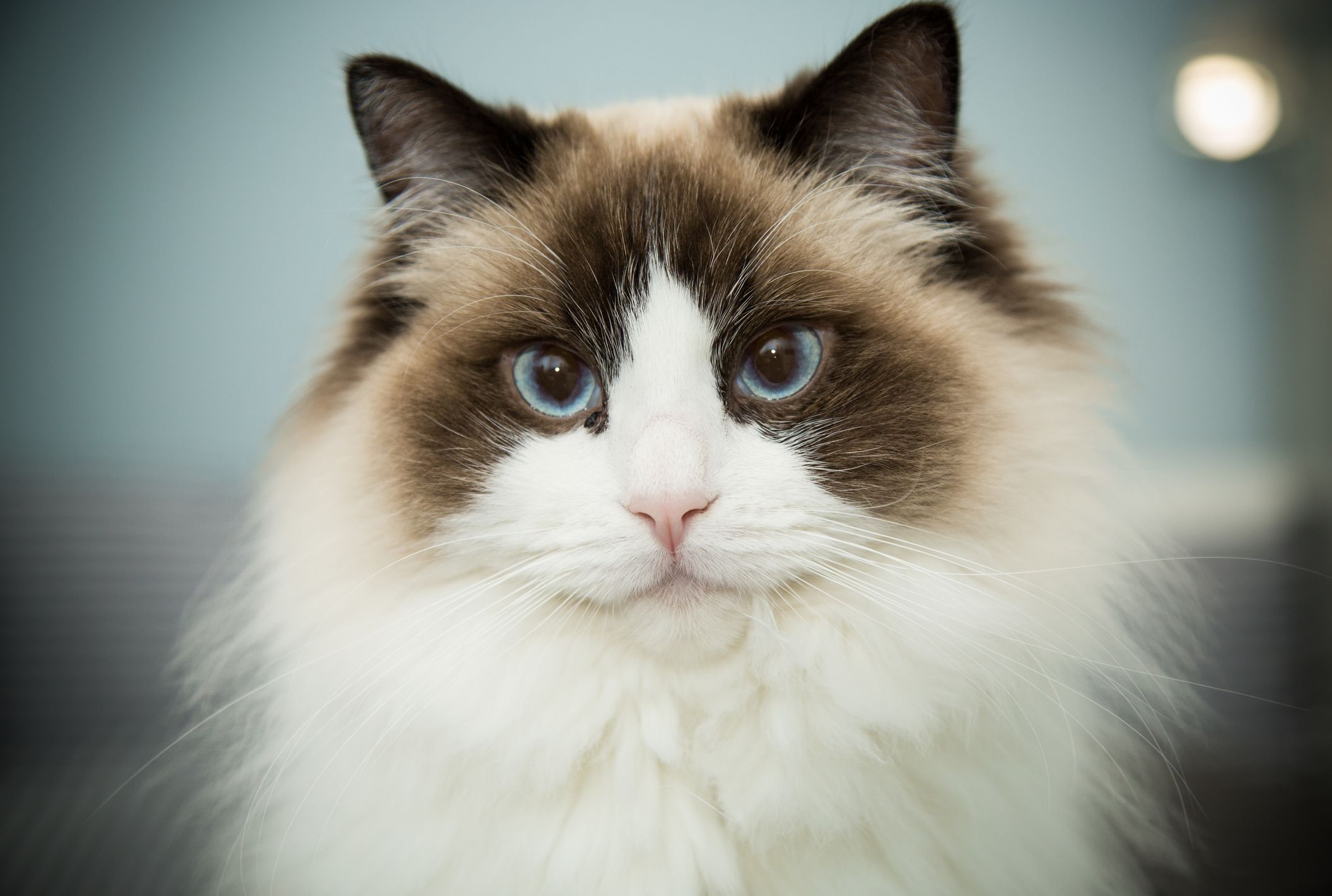 Ragdoll cat