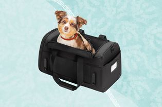 上校lage of Away The Pet Carrier on blue background