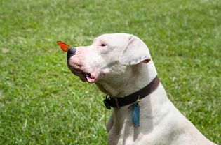 鼻子上有蝴蝶的阿根廷杜高犬