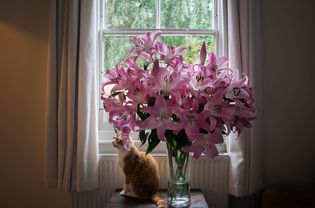 Cat and lilies