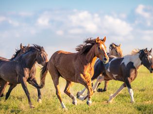 Galloping herd of mustangs