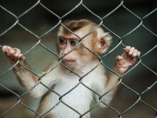 Monkey in a cage