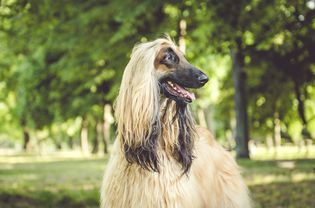 阿富汗猎犬