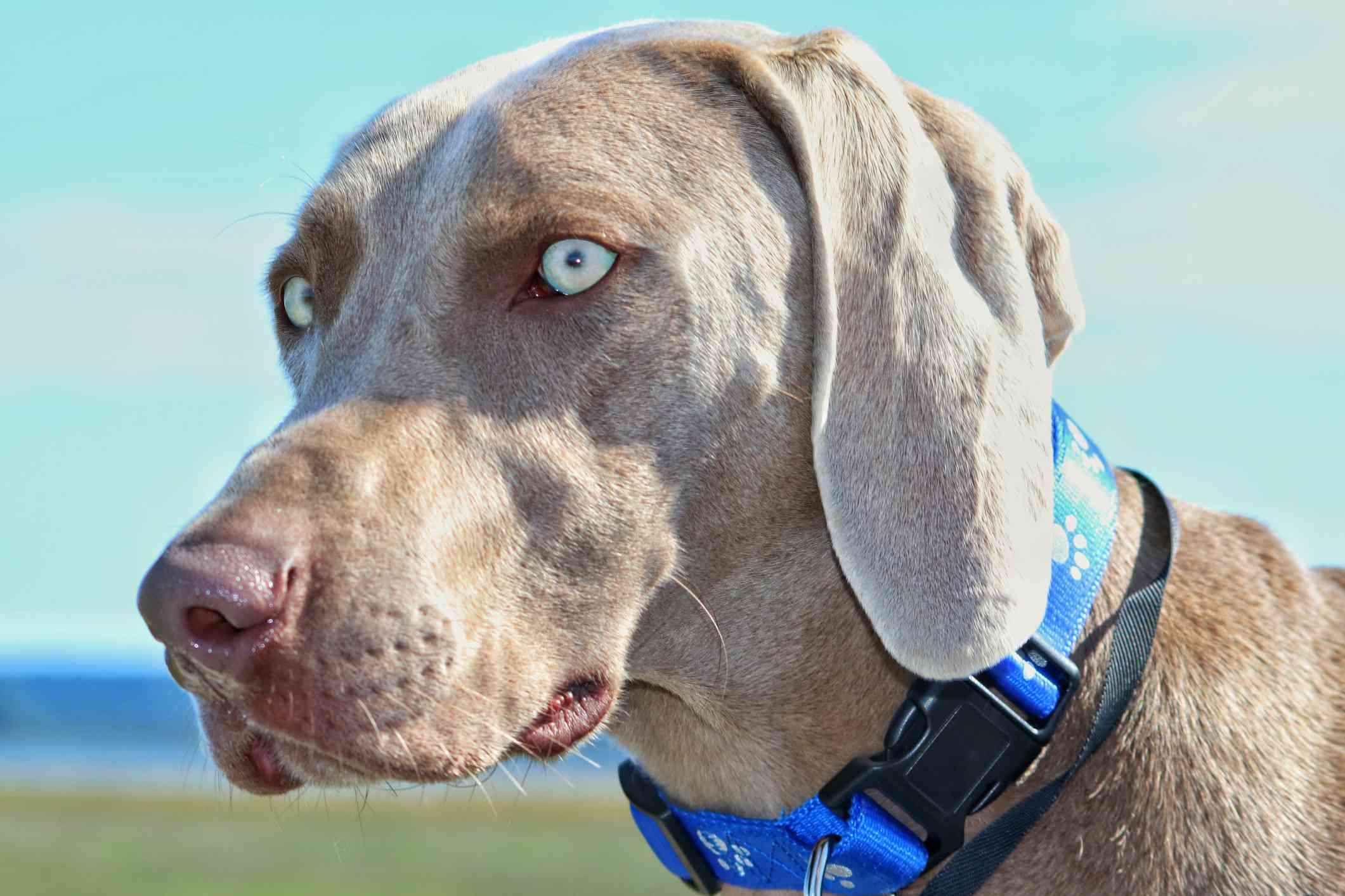 有着浅蓝色眼睛的Weimaraner