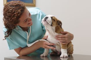 兽医正在检查微笑的斗牛犬幼犬