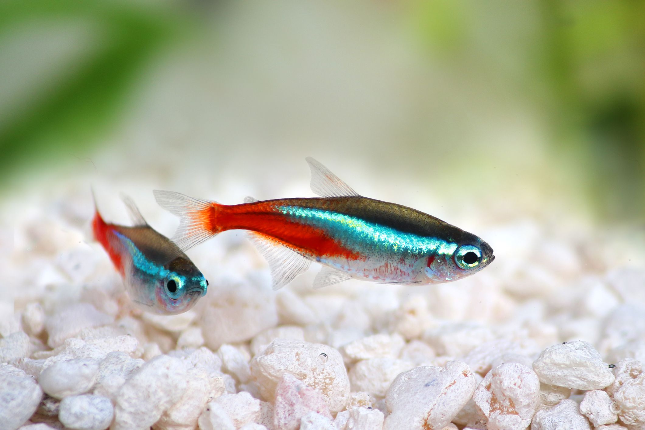 Two neon tetras