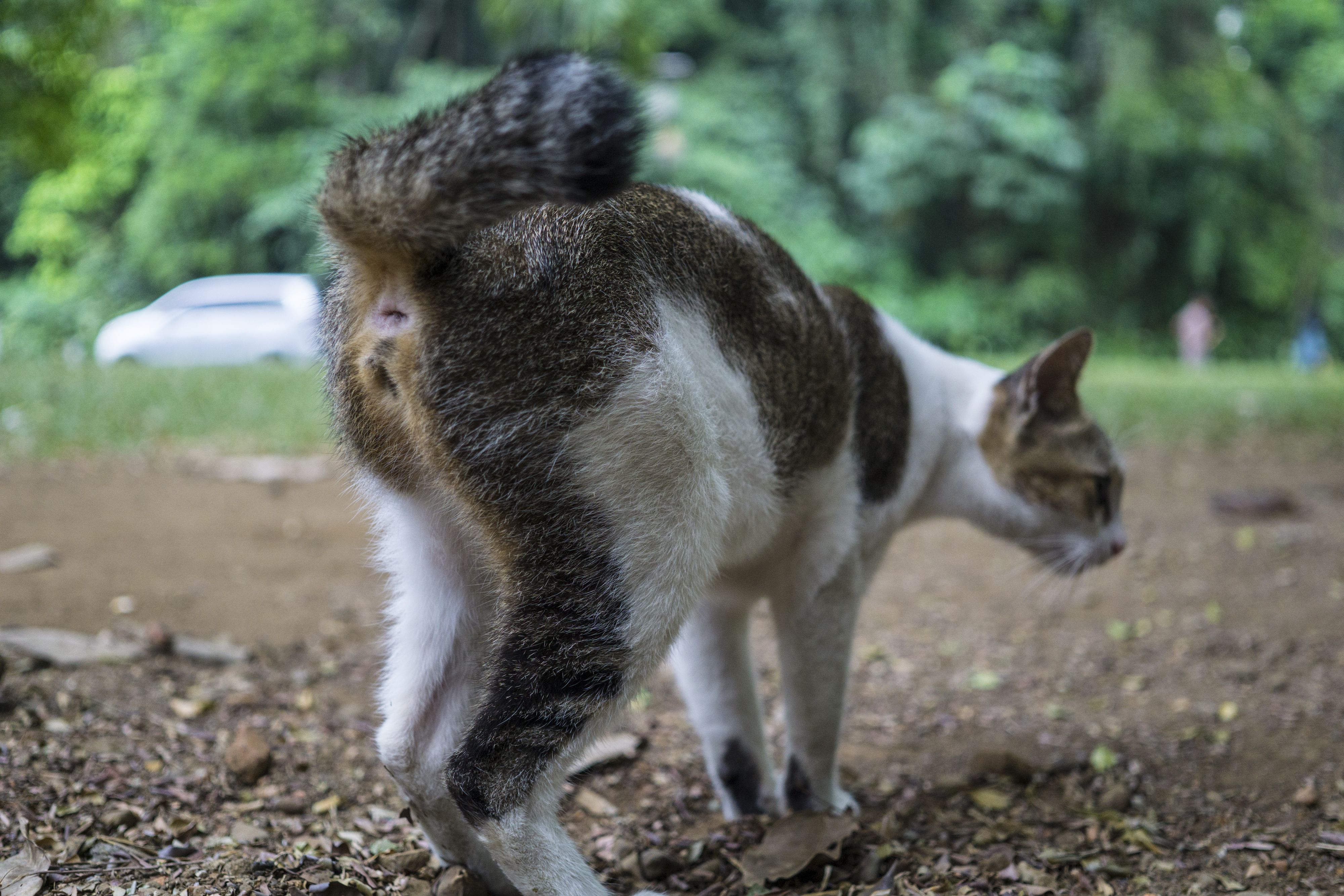 家猫屁股