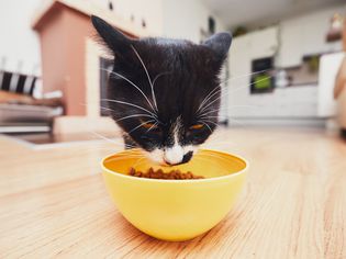 Cat eating dry cat food