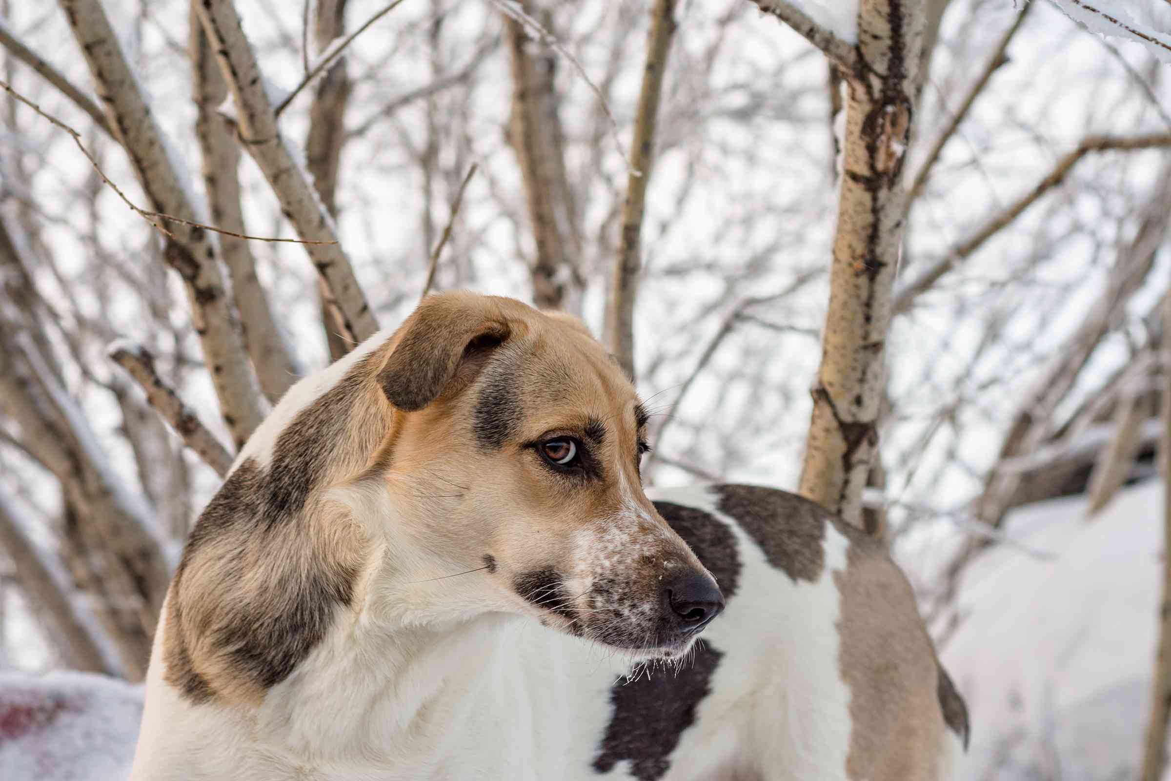 阿连特约獒犬(Rafeiro do Alentejo)站在外面