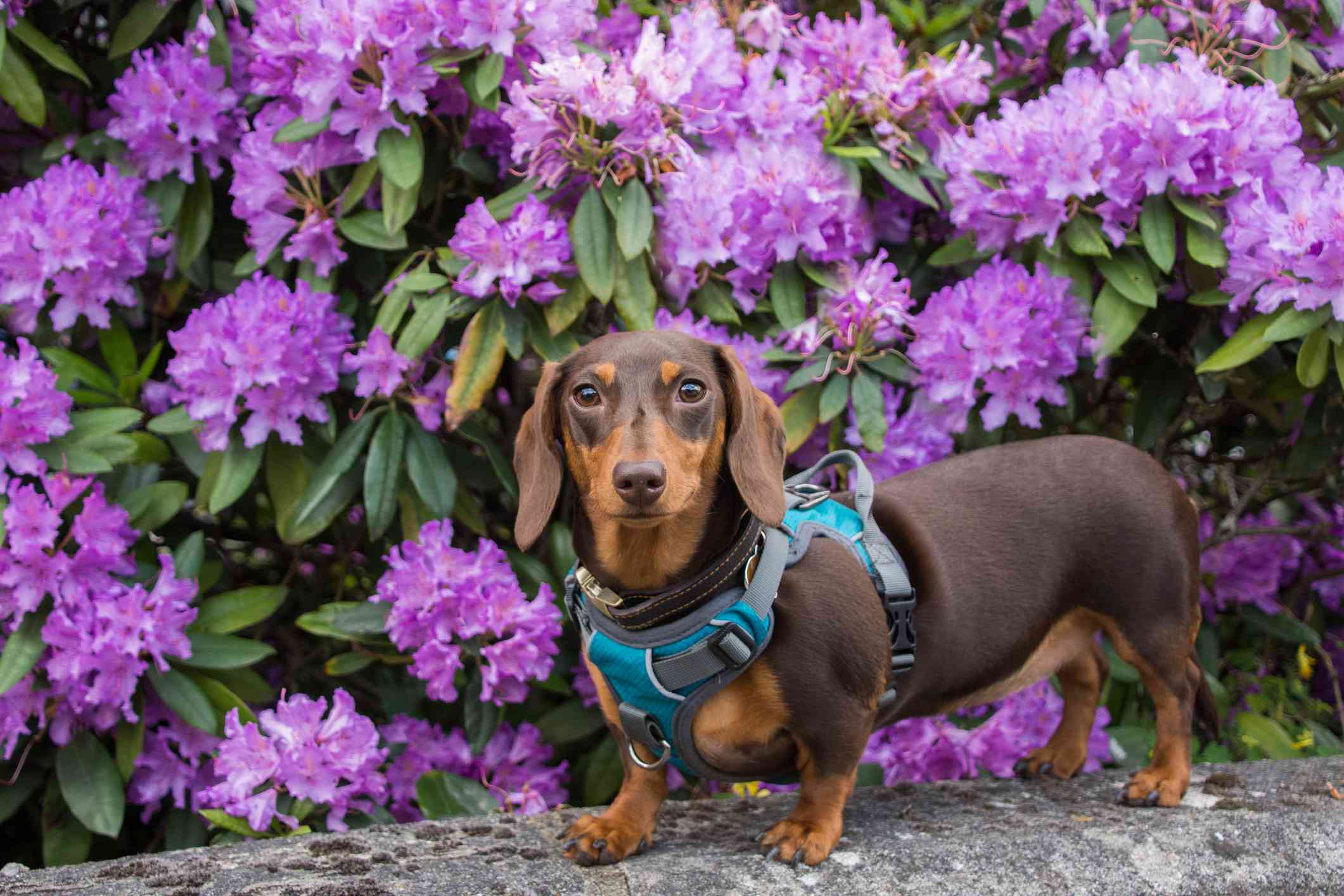 迷你腊肠犬站在鲜花前