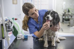 Portrait of veterinary nurse with dog on table in veterinary surgery