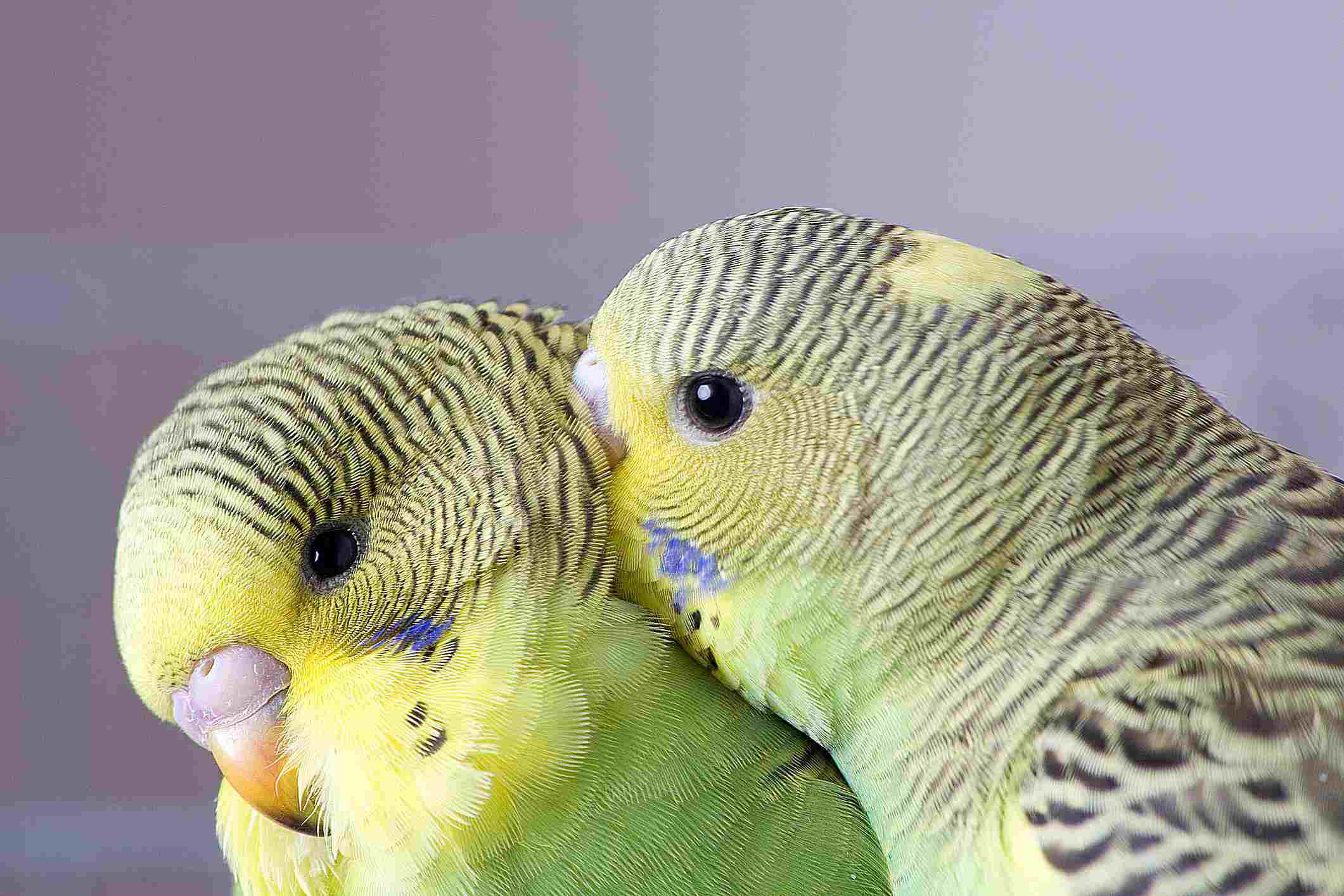 Two green budgies preening