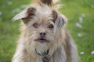 Terrier dog outdoors