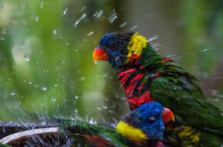 Lorikeets bathing