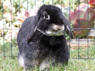 Black and white rabbit sitting on grass with mouth open surrounded by wire fence