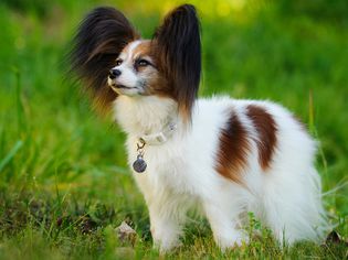 站在草地上的蝶耳犬侧面