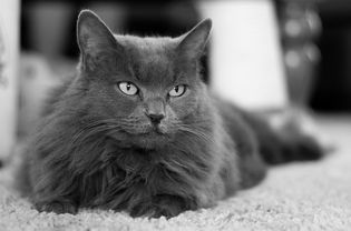 The Nebelung Cat