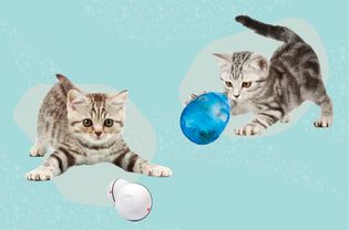 Best Interactive Cat Toys