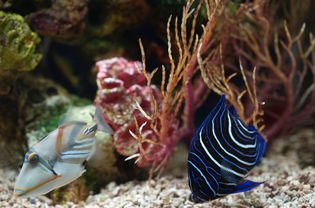 salt water fish in aquarium