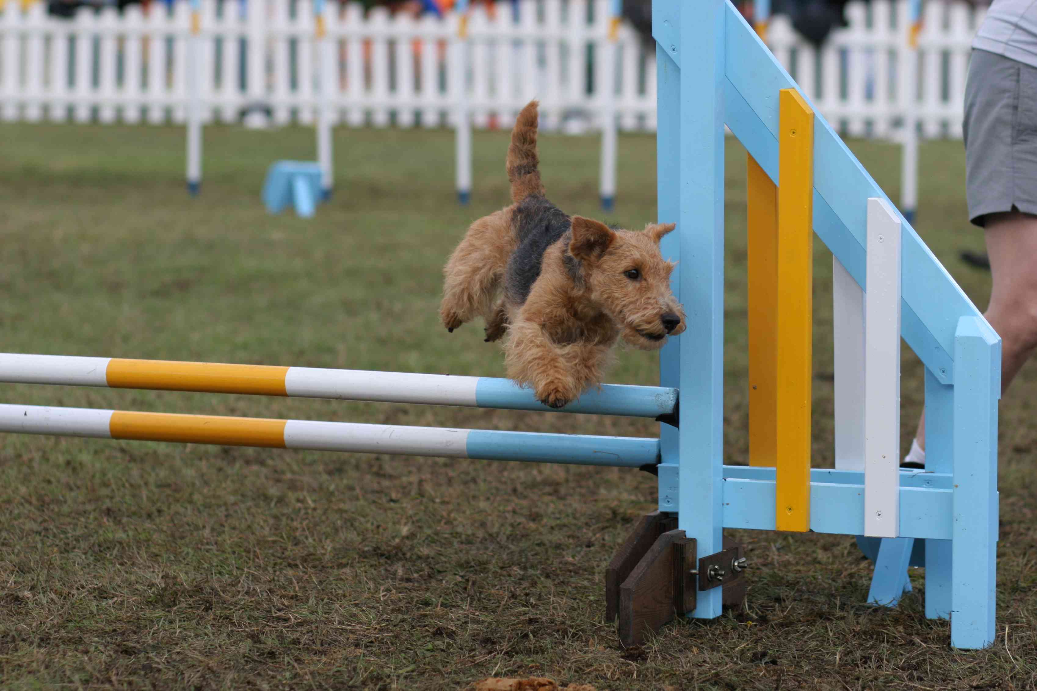 A Welsh Terrier doing a jump at agility