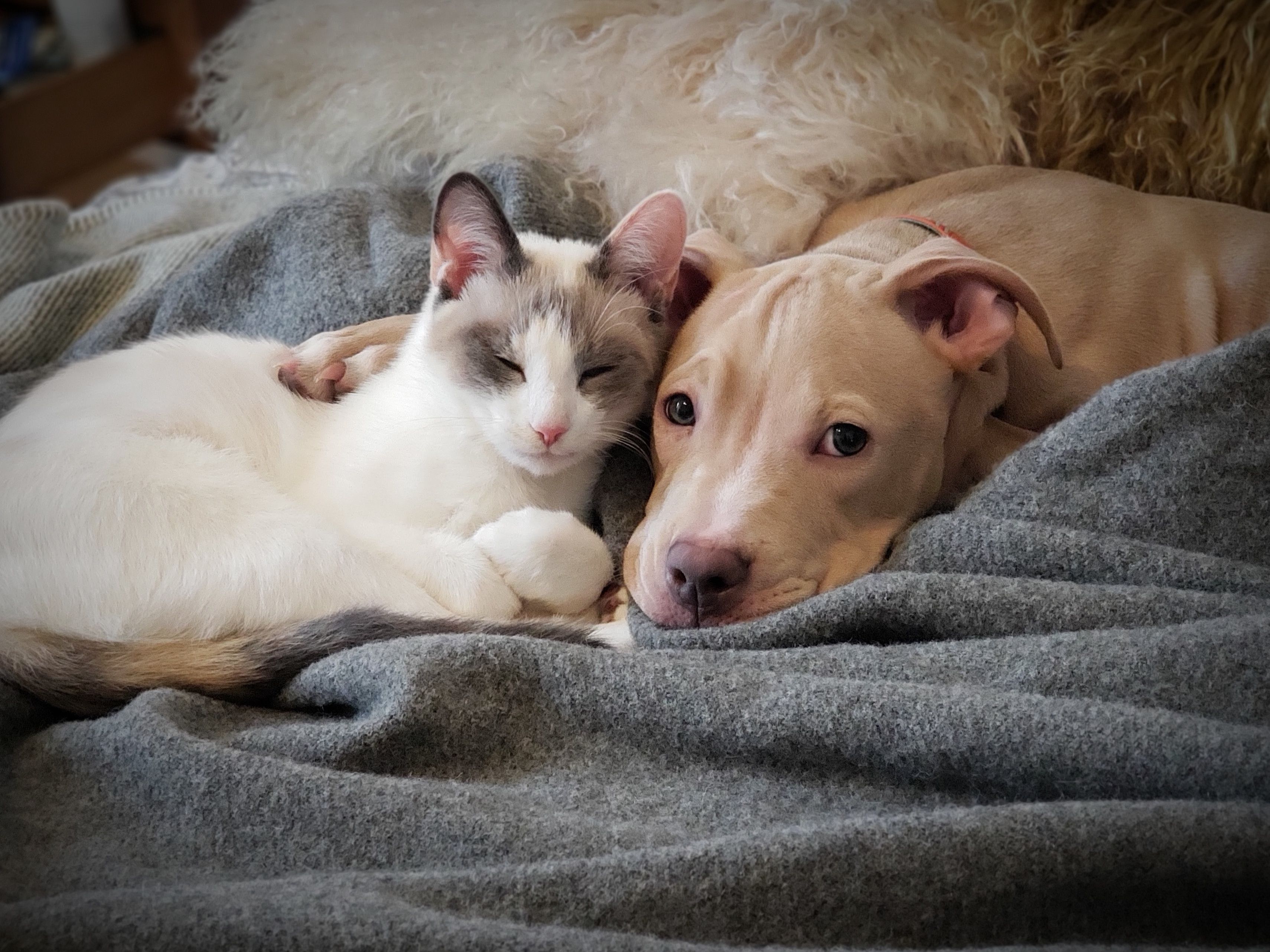 宠物犬和猫的季节性抑郁症