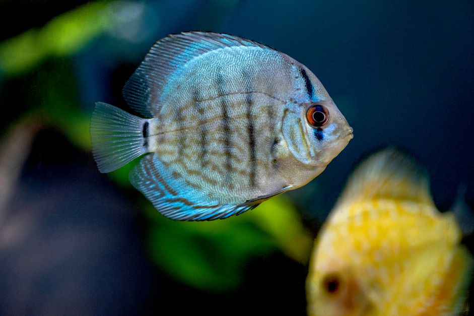 银色和黑色条纹慈鲷鱼游泳在水族馆