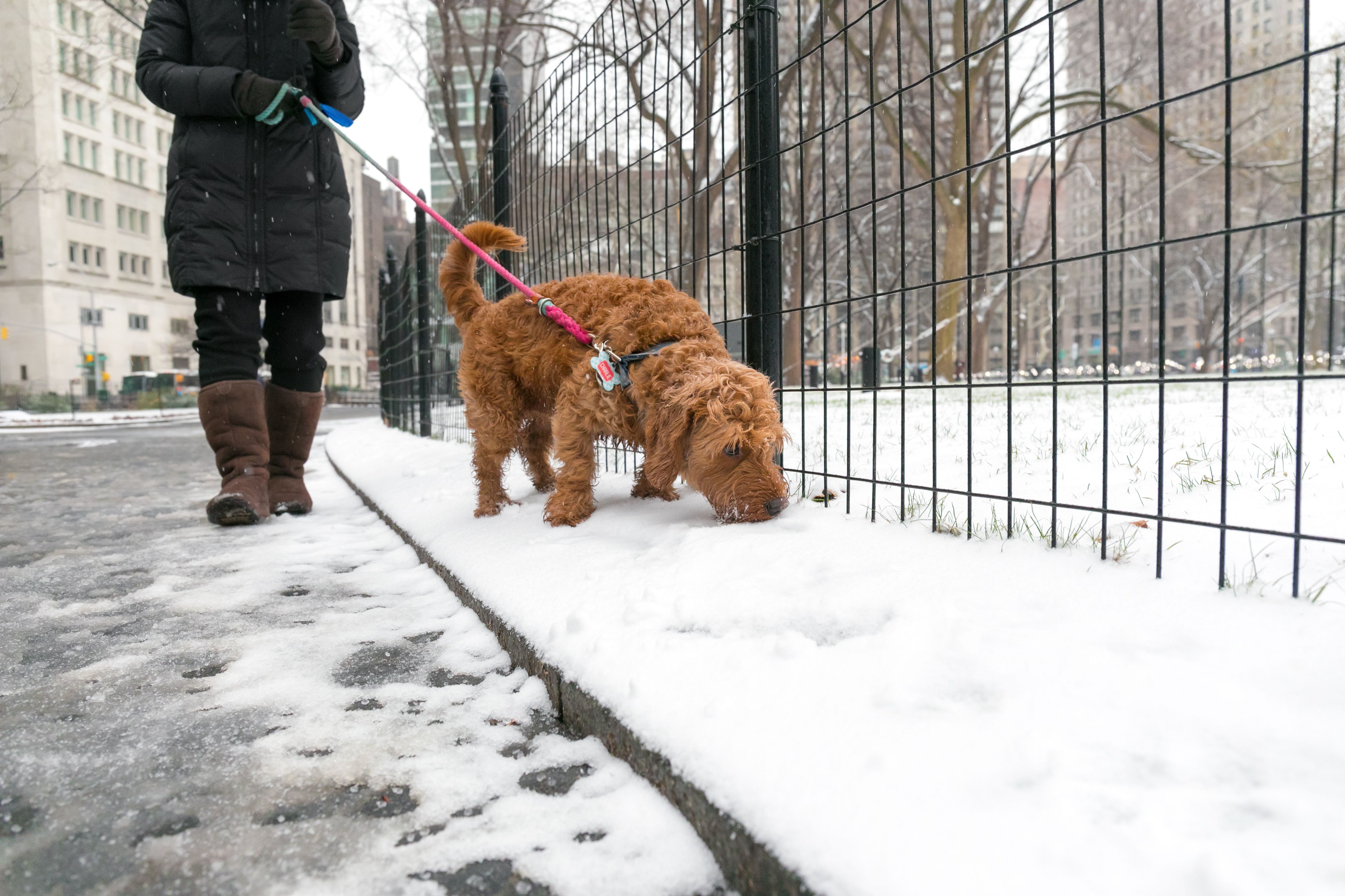 brown doodle-type dog walks on leash near snowy sidewalk