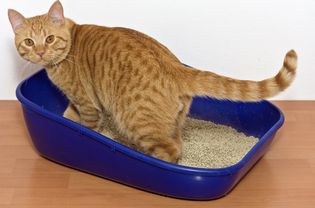 Orange tabby cat in a blue litter box.