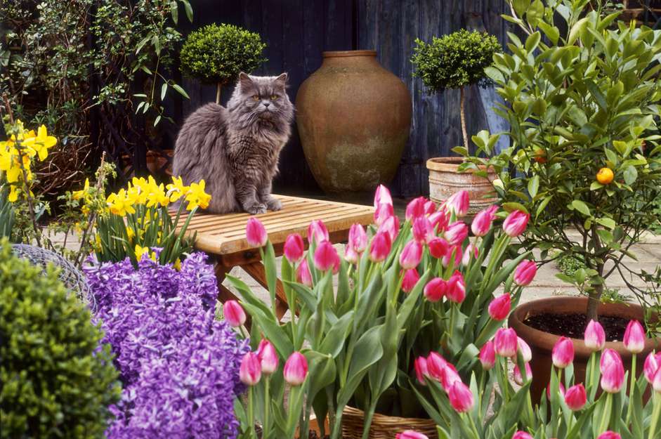 春花展示周围的猫在桌子上