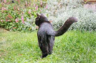 Black cat walking in grass with tail up and exposed back legs