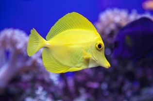 Yellow Surgeonfish