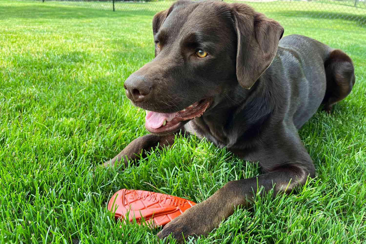 牛lymake Steak Dog Toy sitting on grass in front of dog