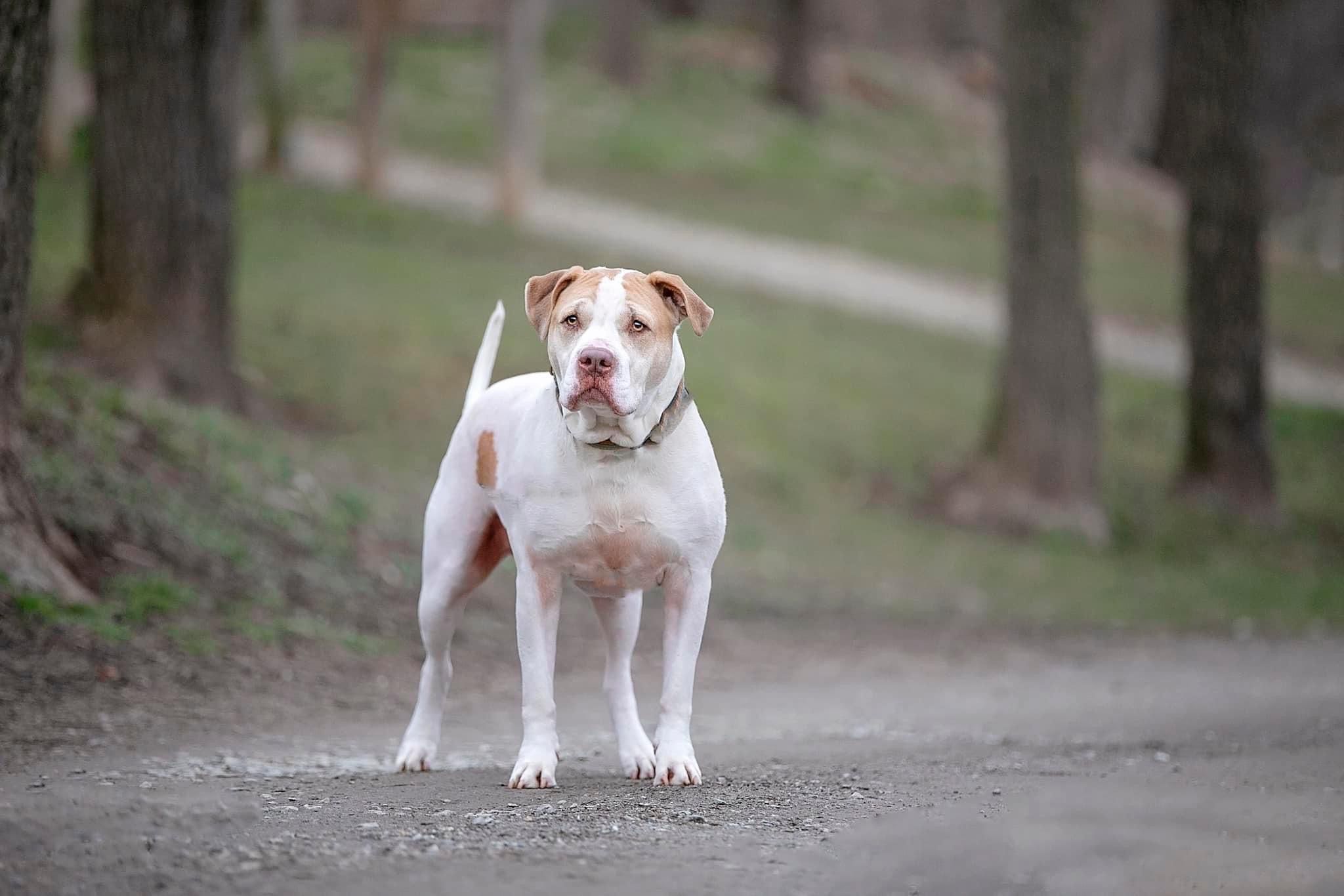 white and tan pit bull-mix stands on dirt road with trees behind him