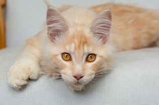 Orange boy cat laying on chair