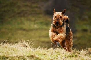 An Airedale Terrier running on grass