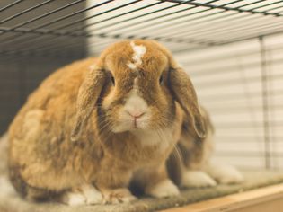 Close-Up Of Rabbit In A Cage