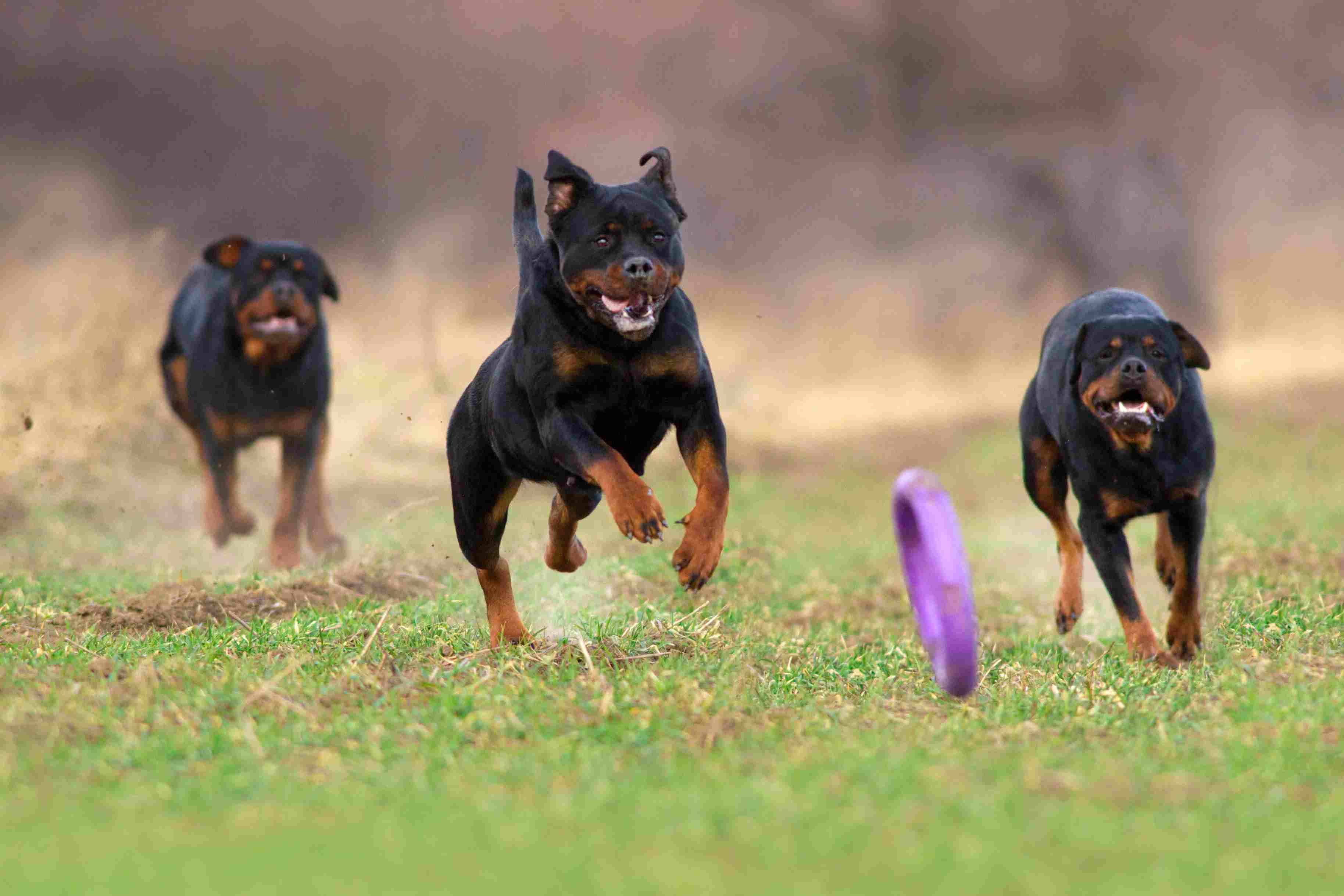 在外面玩耍的罗特韦尔犬